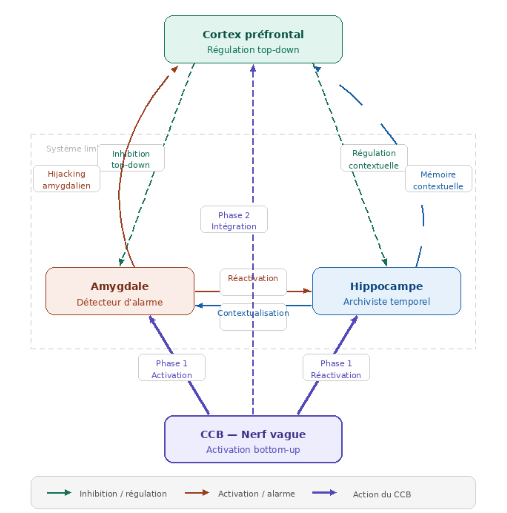 Diagram of the neurobiological circuit of trauma